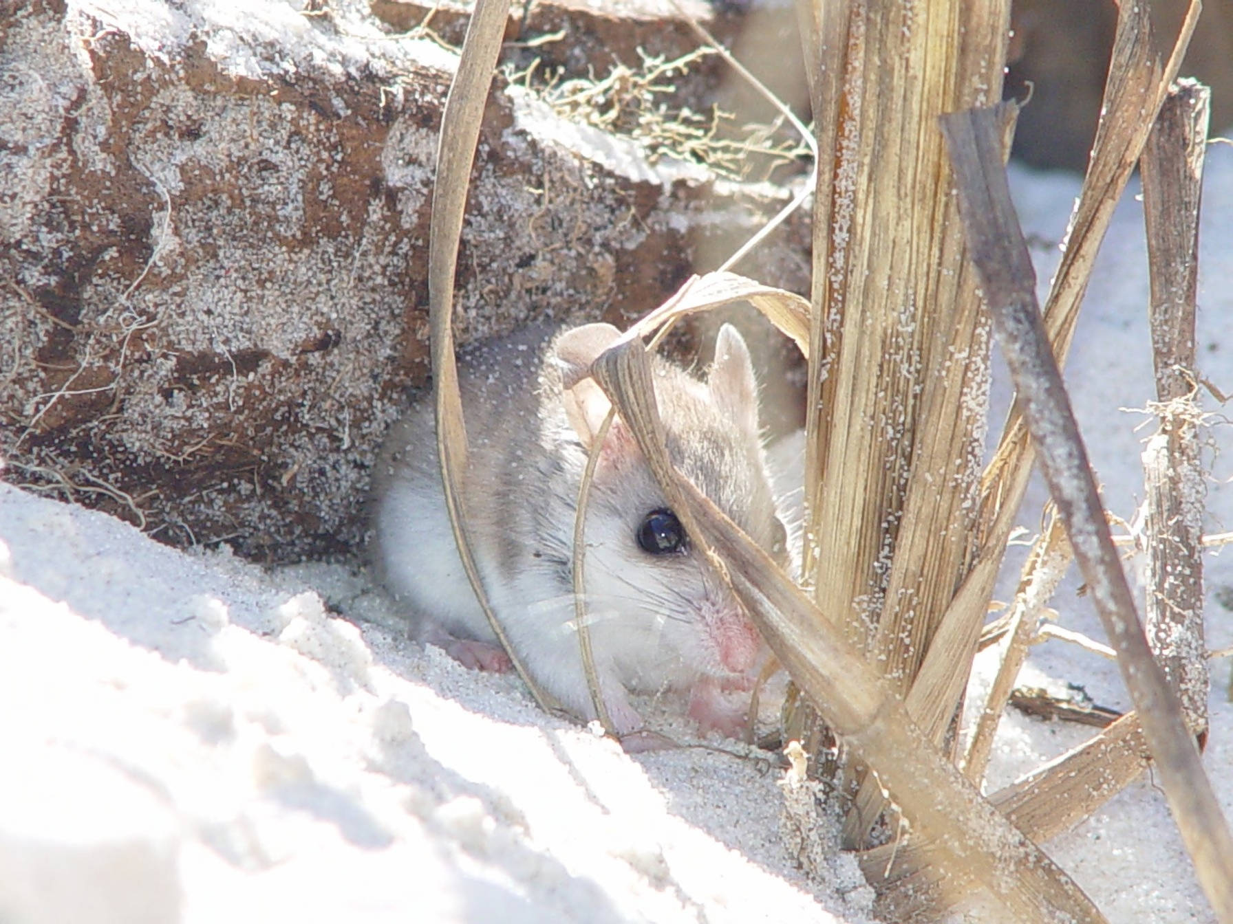 Beach Mouse
