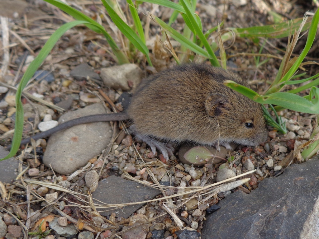 Birch Mouse