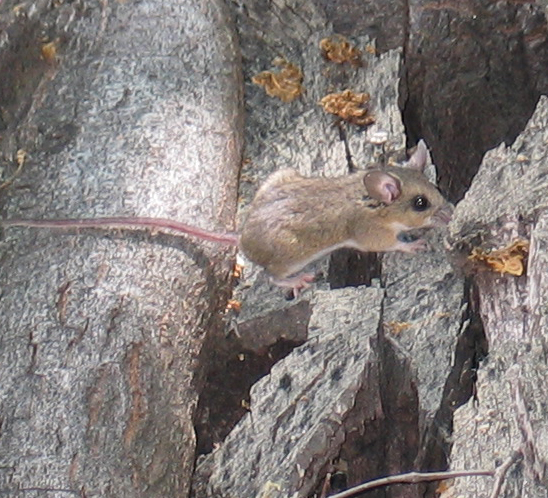 Brush Mouse