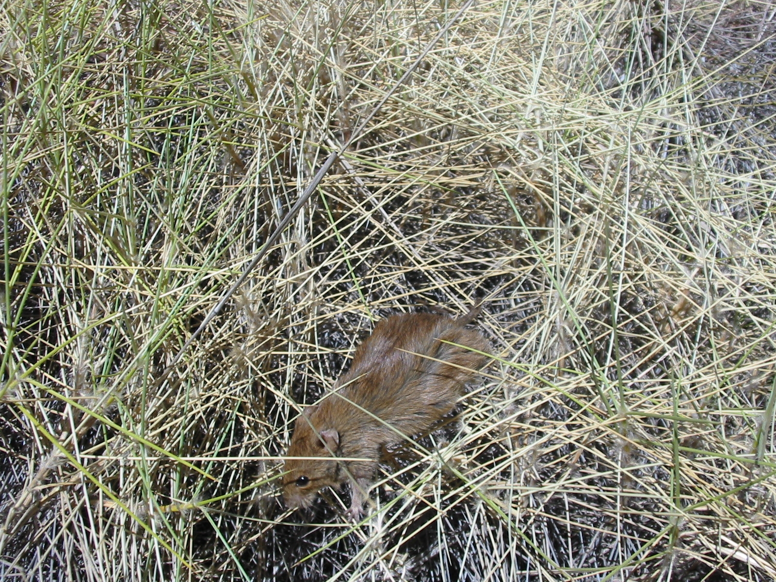 Desert Mouse