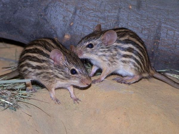 Grass Mouse