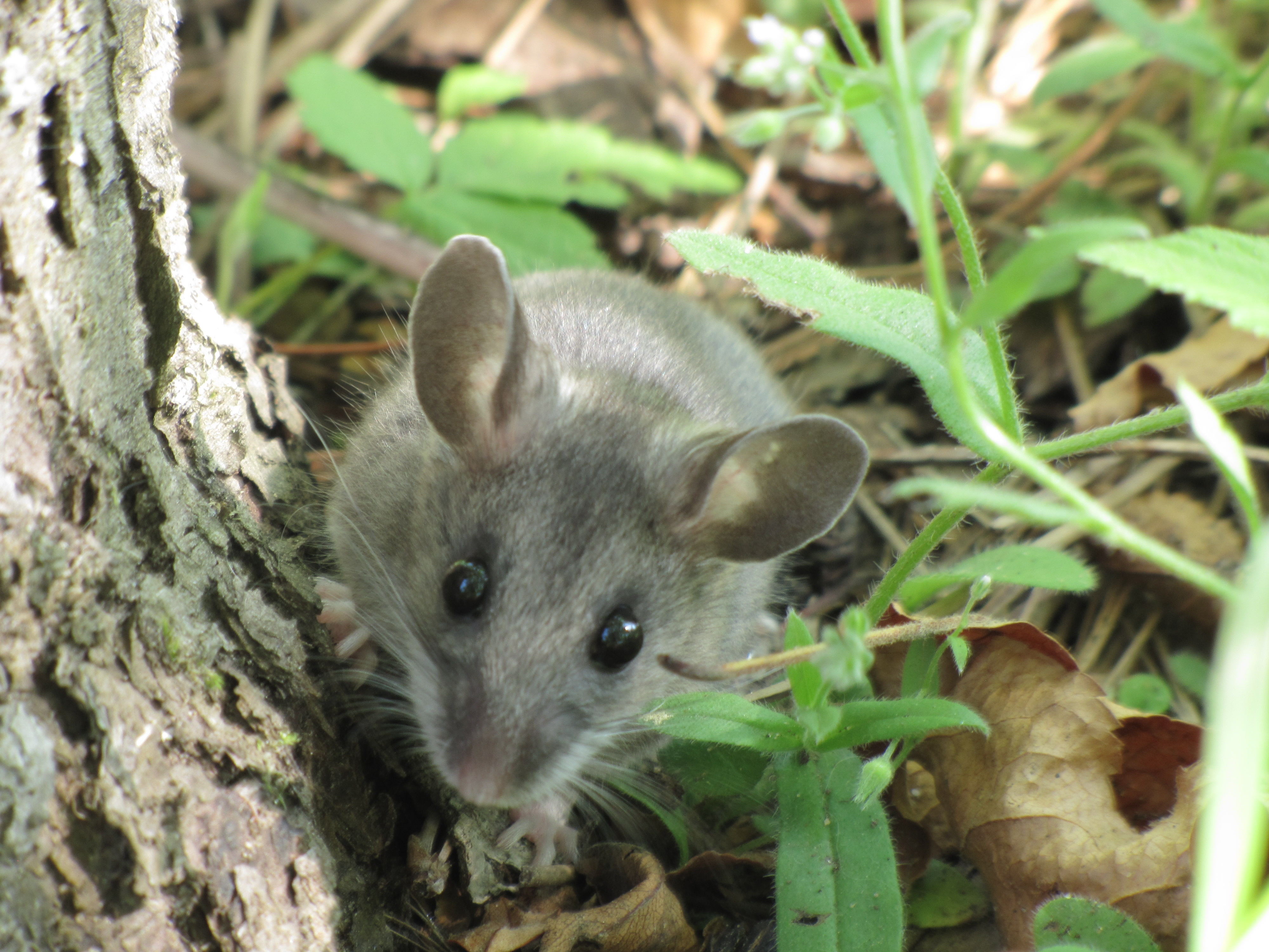Marsh Mouse
