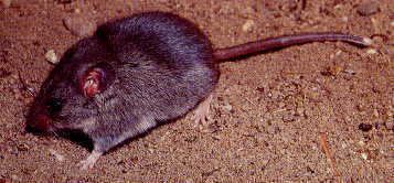 Rock Mouse
