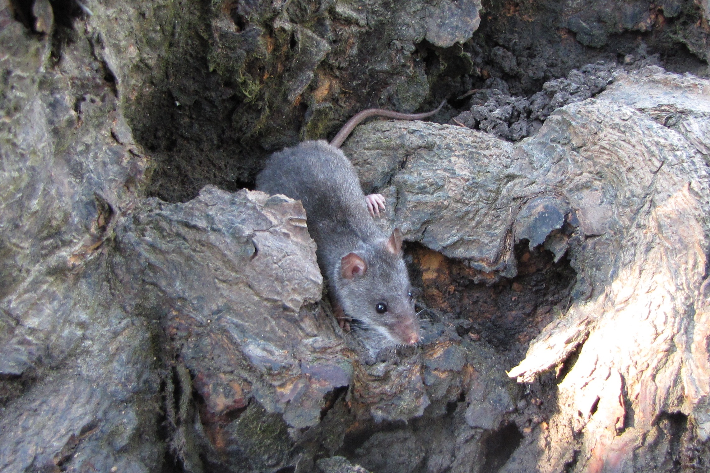 Water Mouse